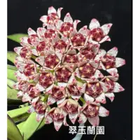 在飛比找蝦皮購物優惠-毬蘭苗 葉藝狹葉 Hoya angustifolia var