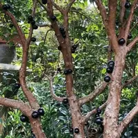 在飛比找蝦皮購物優惠-樹葡萄 嘉寶果種子 矮化新品 四季種植 庭院陽臺盆栽種植 當