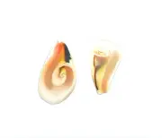 36 Strawberry Strombus Lilly Cut Craft Shells .5-.75" (Set of 36)