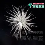 ★舞葉精靈★雞毛撢子-小株★TILLANDSIA TECTORUM★☆植株☆空鳳☆空氣鳳梨☆