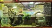 Aquarium Fish Turtle Tanks