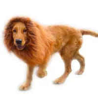 在飛比找蝦皮商城精選優惠-寵物 頭套 造型 寵物帽子頭套 毛搞笑獅子頭套假髮變身裝柯基
