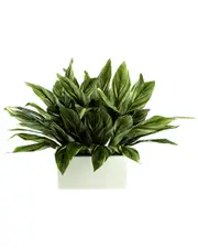 Creative Displays Foliage Arranged In A White Rectangular Planter