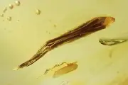 Rare Leaf Fossil inclusion Baltic amber stone #11414