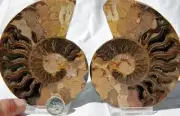1101 RARE 1in100 BLACK Ammonite PAIR Deep Crystals 110myo FOSSIL LRG 102mm 4.0"