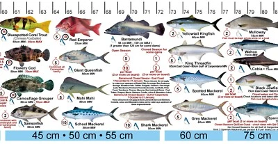 Fish Measure sticker decal QLD & Great Barrier Reef