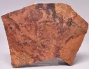 HORODYSKIA Mesoproterozoic 1.4 B.Y.O, AUSTRALIAN FOSSIL F26