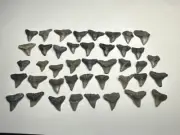 Large Bull Shark Tooth Lot 41 Fossil Teeth Venice Florida