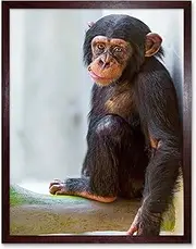 Animal Monkey Cute Baby Chimp Art Print Framed Poster Wall Decor 12X16 Inch