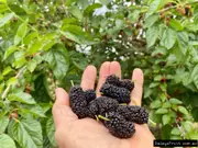 Mulberry Beenleigh Black Tree - Morus nigra