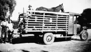 1939 A horse which was being trucked from Pakenham to Mildura OLD PHOTO