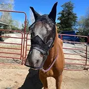 LALAGO CareMaster Integral Fly Mask, Fly Mask Horse, Fly Mask Horses, Fly Mask Horse Warmblood, Thick Fleece Padding, Transparent Fine Mesh Horse Fly Protection Mask (Integral-L