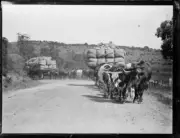 Two bullock teams pulling loaded wagons along a country road, NSW,- Old Photo
