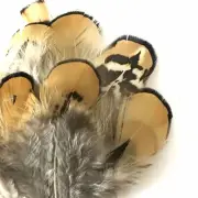 Natural Yellow Reeves Pheasant Feather Plumage x 10pcs
