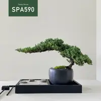 在飛比找蝦皮購物優惠-【Tanaka Bonsai】SPA590 珍珠柏盆景 (不