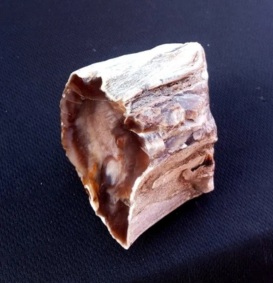 Natural Rare Opalized Mirror Polished Big Petrified Wood Uv