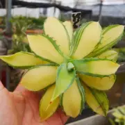10CM Succulent Agave Plant Agave Potatorum Verschaffelti Variegata Garden Plant