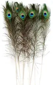 50 PCS Natural Peacock Feathers 25-30 cm Long for Home Hotel Decoration