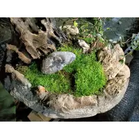 在飛比找蝦皮購物優惠-苔蘚（濕地 魚缸 園藝 生態 綠化造景用）