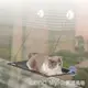 貓咪玻璃吊床吸盤式吊籃窗戶掛窩曬太陽貓秋千貓窩寵物床離地用品 全館免運