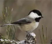 CHICKADEE BIRD IN THE SNOW COMPUTER MOUSE PAD 9 x 7