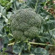 Broccoli - Green King F1 seeds