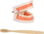 Anneome Dentures Teeth Set Kids Educational Model Toothbrush Teaching Tool Kids Toy