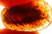 Large Extinct Plant Sprig Metasequoia in Burmite Amber Fossil Dinosaur Age