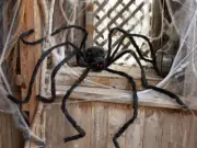 Large Poseable Hairy Black Spider Halloween Decoration Prop 5 Ft Outdoor Indoor