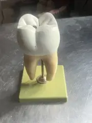 Vintage Somso Medical Educational Model Of Molar. Excellent Condition