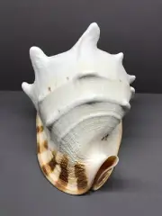 Cassis Cornuta Giant 24.2 cm, collectible shells, sea shell, helmet, Cassidae