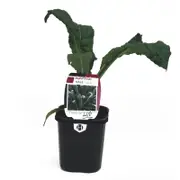 95mm Kale Tuscan - Brassica oleracea - Super Foods