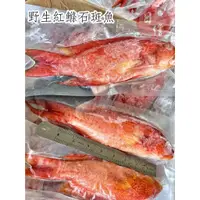 在飛比找蝦皮購物優惠-【日鱨食鋪】野生紅鰷石斑魚 400-500g/尾 #已三去 