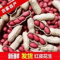 在飛比找蝦皮購物優惠-【求求精選】【新貨】東北紅皮花生 帶殻生花生米 批髮新鮮曬幹