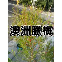 在飛比找蝦皮購物優惠-【花無缺❶號】香草 ⚇澳洲蠟梅  澳洲臘梅 ⚉ 10-40公