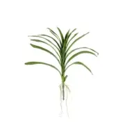 Rogue - Vanda Orchid Foliage Green 43x4x51cm