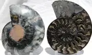 RARE 1-n-100 BLACK Ammonite PAIR Deep Crystal 110myo FOSSIL XL 205mm 8.1" 1521xx