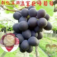 在飛比找樂天市場購物網優惠-【緁迪水果JDFruit】台灣小農-彰化溪湖巨峰葡萄(3kg