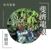 在飛比找蝦皮購物優惠-植得｜斐濟龍眼｜果樹苗｜4.5吋苗植袋