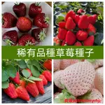 蝦皮熱銷🍓免運附發票🍓【稀有品種草莓種子】四季種植當年 開花結果爬藤草莓 奶油草莓 新種籽發芽率100%陽台庭院盆栽高產