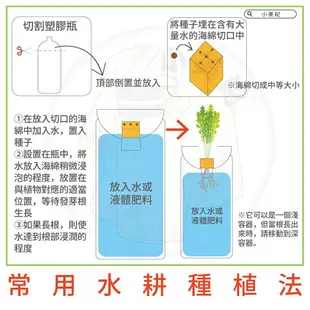 【小美紀】蔬菜種子(園藝植作)甘藍 四季豆 甜碗豆 美濃白蘿蔔 紅蘿蔔 花苗 土壤種植 蔬菜 盆栽 種子 介質 花卉 肥料