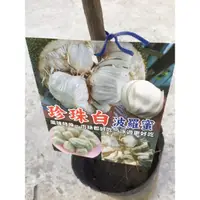 在飛比找蝦皮購物優惠-卉迎園藝 珍珠白波羅蜜靠接苗（最新品種）