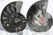 Large Black Ammonite Pair Great Crystals 110myo FOSSIL LRG 126mm 5.0" 9368cc