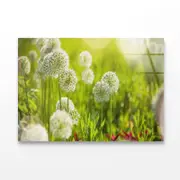 Beautiful White Allium Circular Print 100% Australian Made 150 x 100cm (Acrylic)