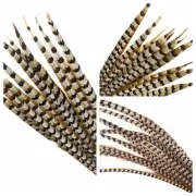 Natural REEVES PHEASANT Feathers 5-25" Many Types! Halloween/Millinery/Hats