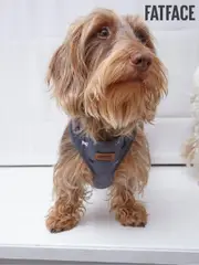 FatFace Grey Dogs Small Harness (E60292) | $35