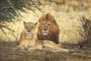 Simon Combes - Midday Siesta - Lions - Canvas Giclee Limited-Edition 19x28 MINT