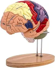 GARENDE Human Brain Model Anatomy Medical Model for Classroom Study Biology Learning