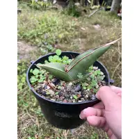 在飛比找蝦皮購物優惠-🌳山上有虎尾蘭🌳香蕉🍌虎尾蘭Sansevieria bann