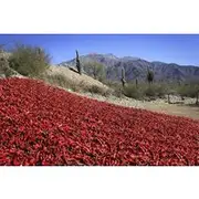 Save 5.00%! From Salta: Cafayate, Cachi and Salinas Grandes in 3 days